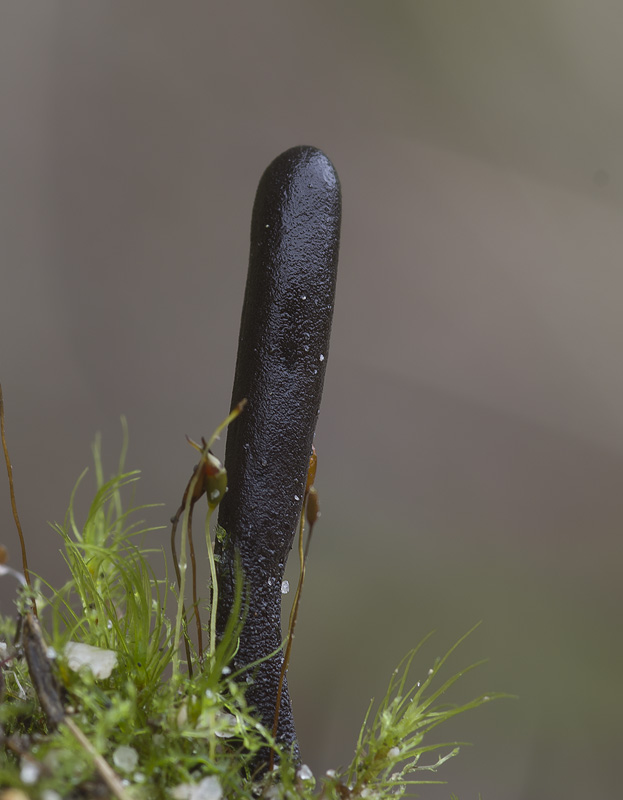 Sabuloglossum monticola